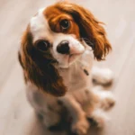 Chien seul qui regarde son humain – expression de détresse liée à la séparation