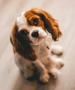 Chien seul qui regarde son humain – expression de détresse liée à la séparation