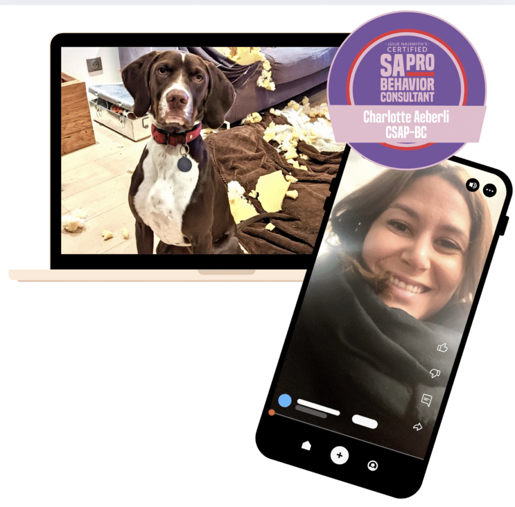 Consultation comportementale canine en visioconférence : un chien a mâché le canapé, la coach intervient en vidéo depuis son smartphone, badge SAPro Behavior Consultant.
