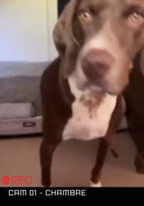 Chien observé à distance grâce à une caméra pendant l'absence de son humain