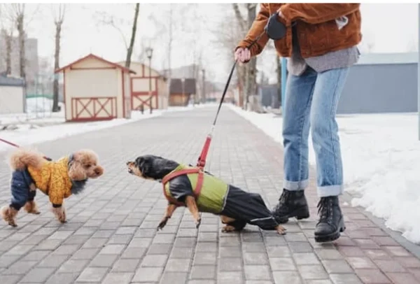 Chien réactif en laisse qui aboie lors d'une rencontre avec un autre chien chien qui aboie sur les autre chien en laisse nécéssitant une rééducation comportementale